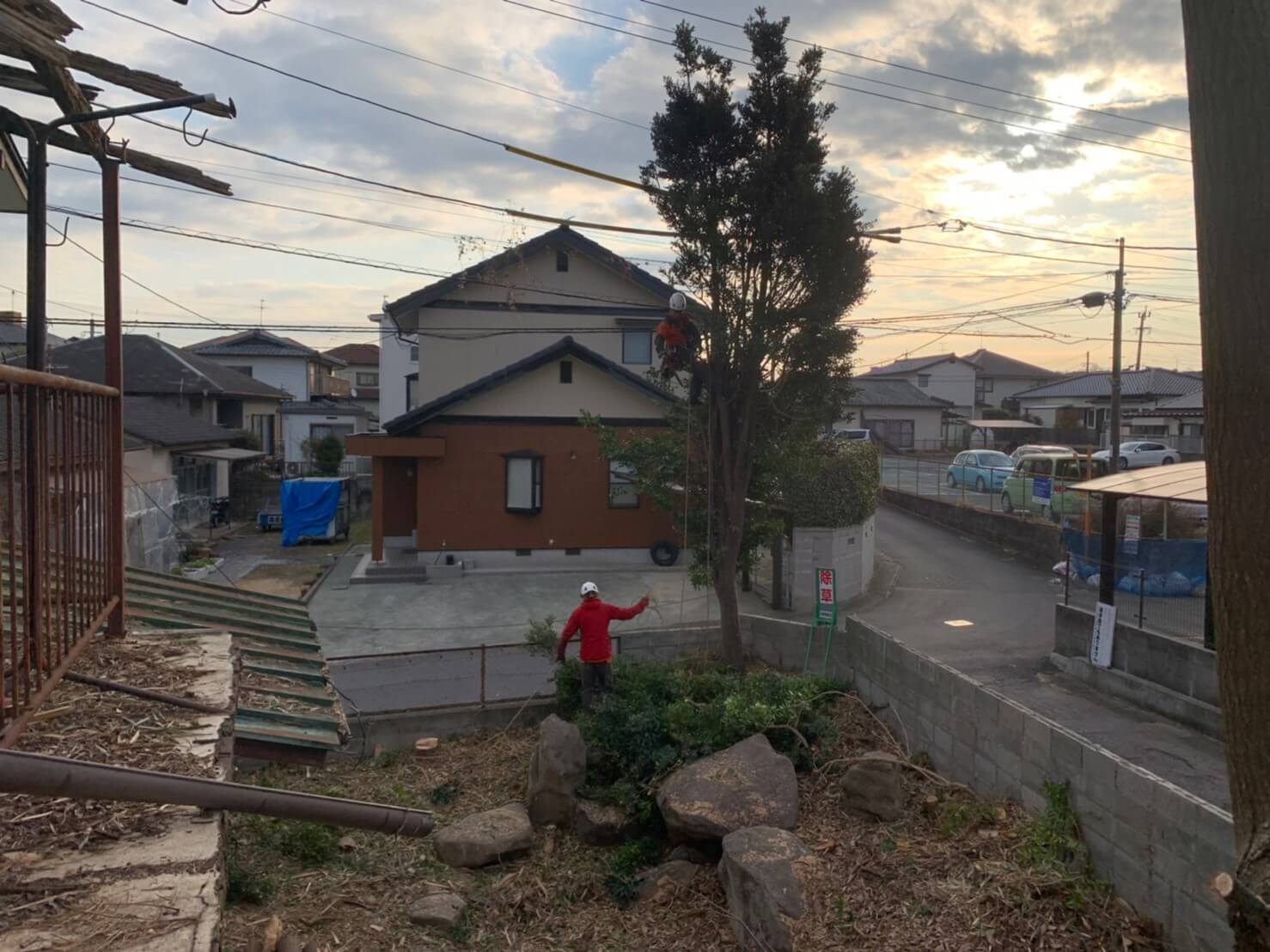 木に登っているのはスタッフ藤本。道路の警戒を行いながら上部から切り落としていきます